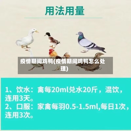 疫情期间鸡鸭(疫情期间鸡鸭怎么处理)-第2张图片
