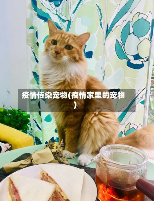 疫情传染宠物(疫情家里的宠物)-第3张图片