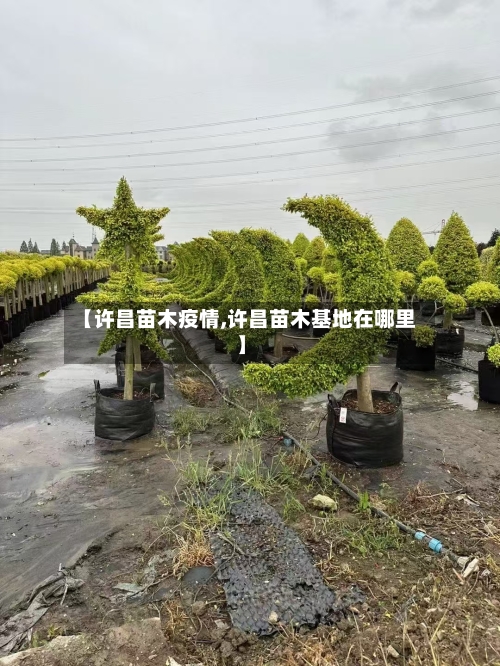 【许昌苗木疫情,许昌苗木基地在哪里】-第2张图片