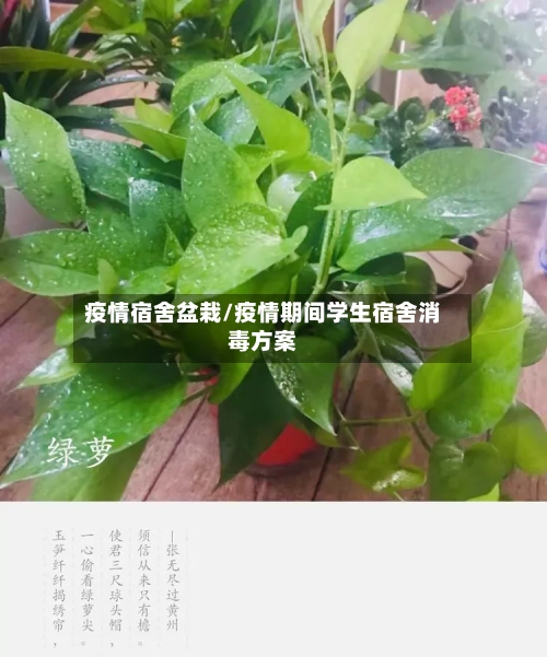 疫情宿舍盆栽/疫情期间学生宿舍消毒方案-第1张图片