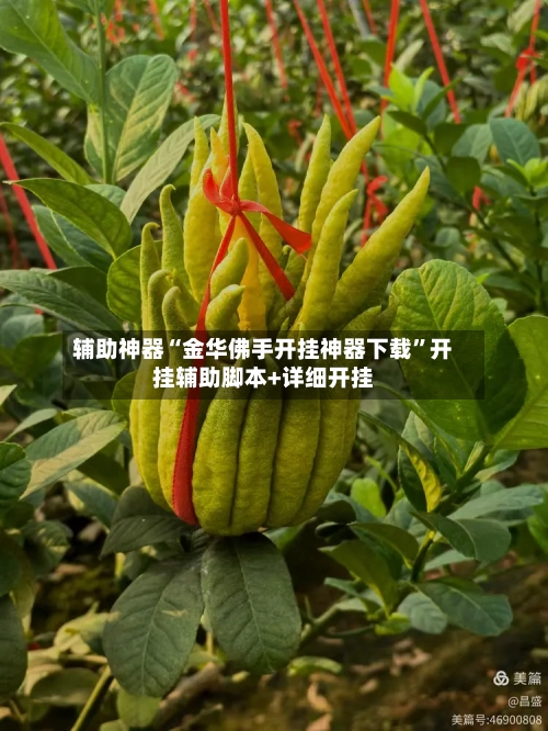 辅助神器“金华佛手开挂神器下载”开挂辅助脚本+详细开挂-第3张图片