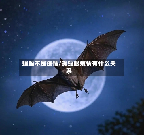 蝙蝠不是疫情/蝙蝠跟疫情有什么关系-第1张图片